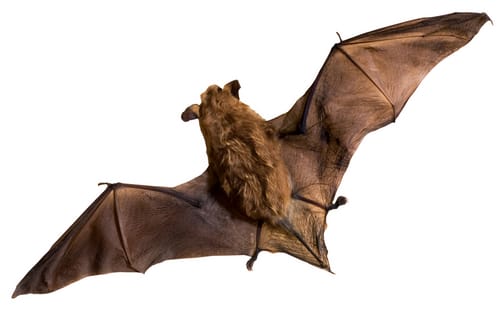 bat removal burlington