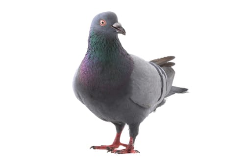 pigeon removal burlington