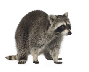 raccoon removal burlington