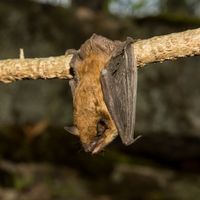 bat removal burlington