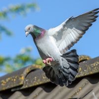 pigeon control Burlington