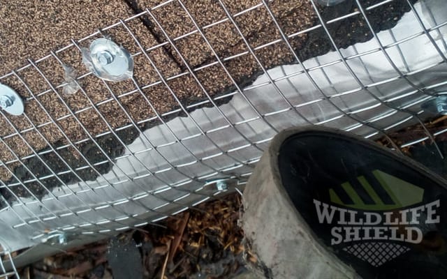 raccoon drip edge damage Burlington