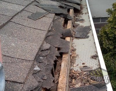 raccoon roof damage in burlington