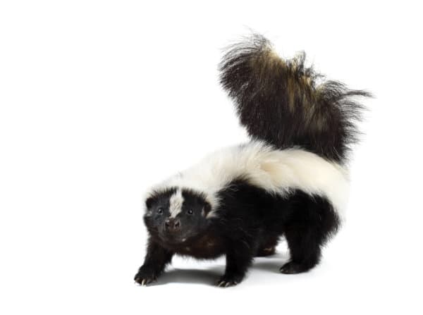 Skunk Control Burlington