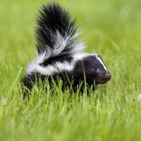 skunk control
