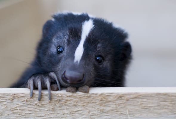 skunks in Burlington